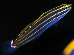 Hector's Goby