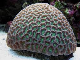 Favites Brain Coral