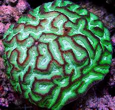 oulophyllia Brain Coral