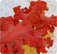 Red/Orange Silk Coral (Special Order)