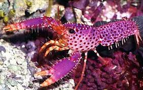 Purple Lobster