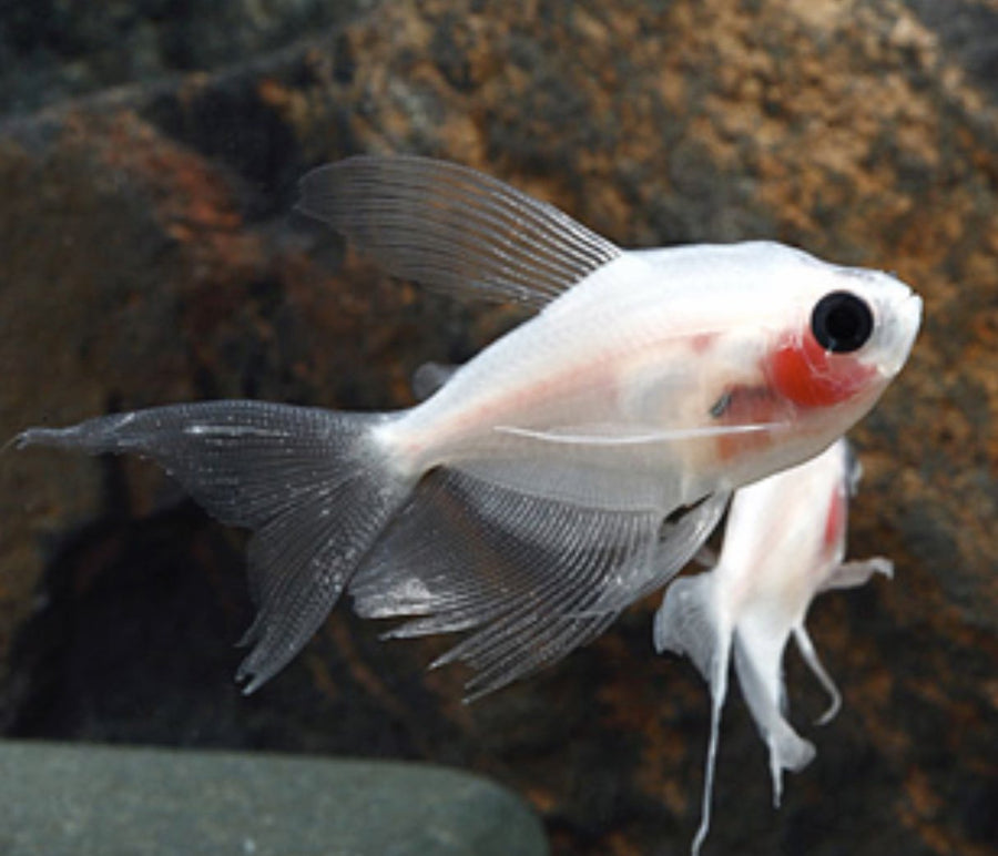 Blushing Longfin White Skirt Tetra