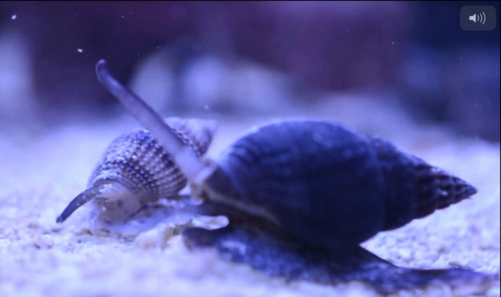 Nassarius Snail