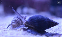 Tongan Nassarius Snail