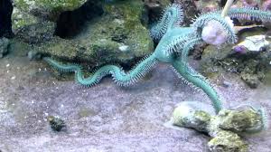 Green Brittle Sea Star