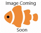 Flourescent Danio - Assorted