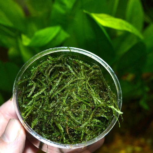  Dwarf Java Moss Live Aquarium Plants, 1 Cup of Green Dwarf Java  Moss : Pet Supplies