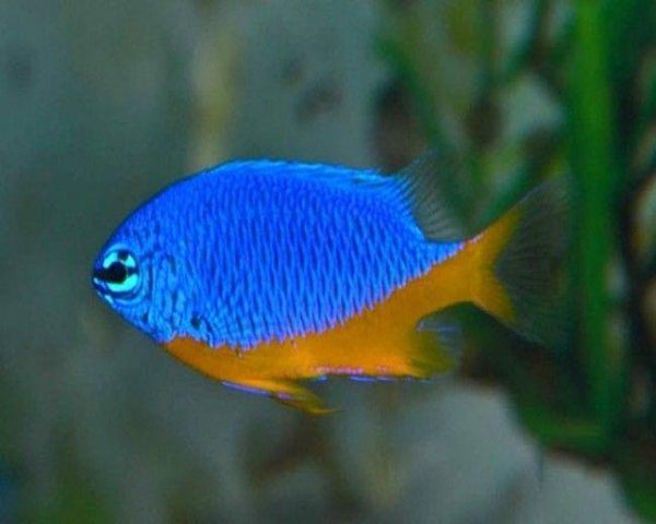 Kupang Damselfish