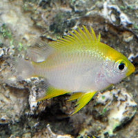 Ternate Damselfish