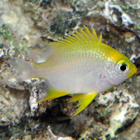 Ternate Damselfish