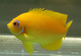 Lemonpeel Angel
