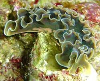 Sea Slugs