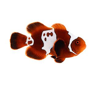 Maroon Gold Lightning Clownfish