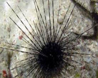 Longspine Urchin