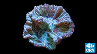 ORA Pectinia Coral