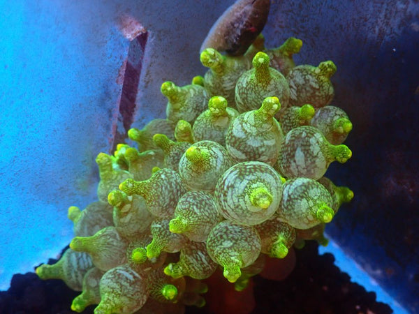 Acid Wash Bulb Anemone