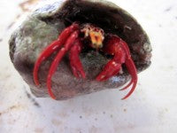 Maroon/Mexican Red Leg Hermit