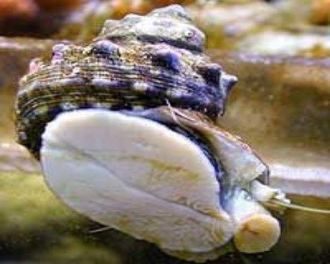 Mexican Turbo Snail