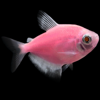 GloFish Tetra