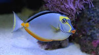 Naso Tang Large
