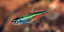 Neon Green Tetra