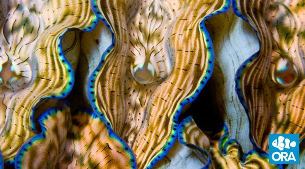 ORA Derasa Clam 2.5"