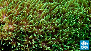 ORA Metallic Green Galaxea