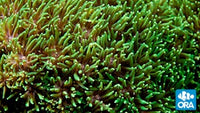 ORA Metallic Green Galaxea
