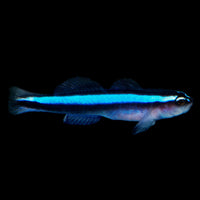 ORA Neon Goby