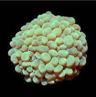ORA Nuclear Green Bubble Coral