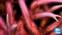 ORA Pink Birdsnest