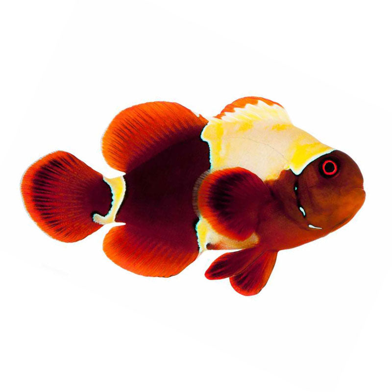 ORA Premium Goldflake Maroon Clownfish
