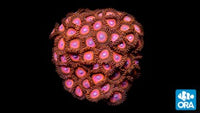 ORA Red Zoanthids