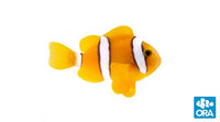 ORA Solomon Island Clarkii Clownfish