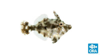 ORA Aiptasia Eating Filefish