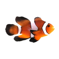 Orange Roundtail Longfin Clownfish