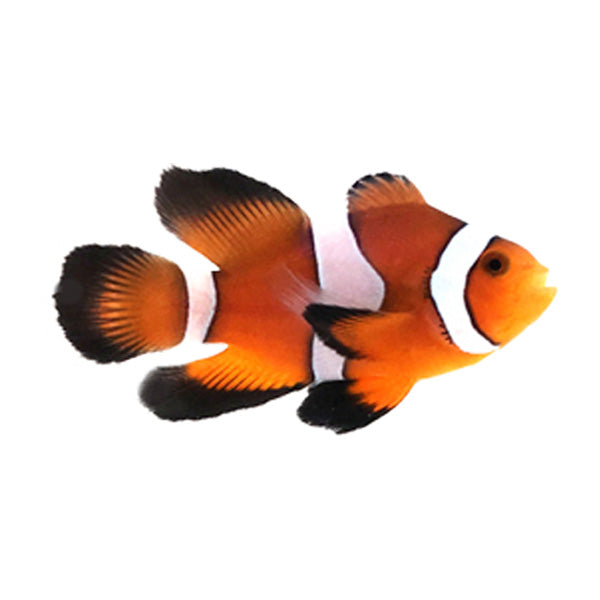 Orange Roundtail Longfin Clownfish