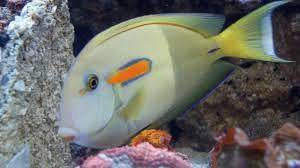 Orange Shoulder  Tang - Adult