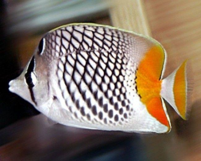 Pearlscale Butterflyfish