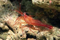 Aiptasia Eating Peppermint Shrimp