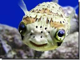 Porcupine Puffer