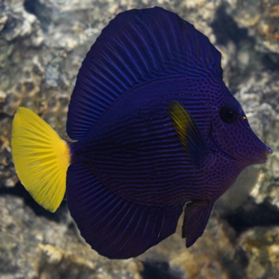 Purple Tang Medium/Large