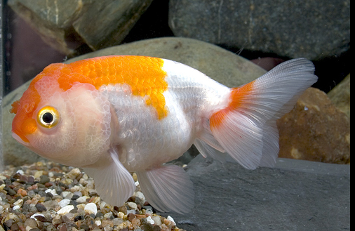 Red & white Lionhead Goldfish