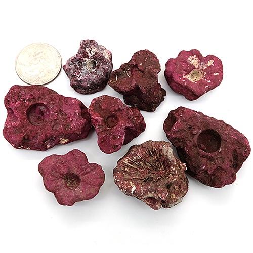 Real Reef Frag Rock/piece