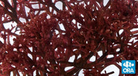 Red Gracilaria Algae