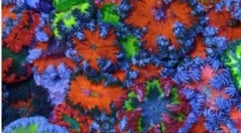 Red/Orange Rock Flower Anemone