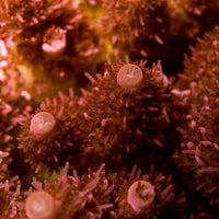 ORA Red Planet Acropora