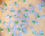 Rotifers L- Strain, 1 Million
