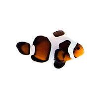 MochaVinci Clownfish