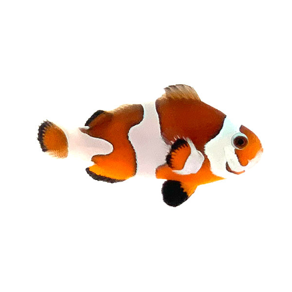 Semi Orange Storm Clownfish Pair